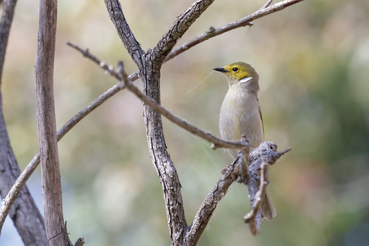 White-plumed Honeyeater - ML624248148