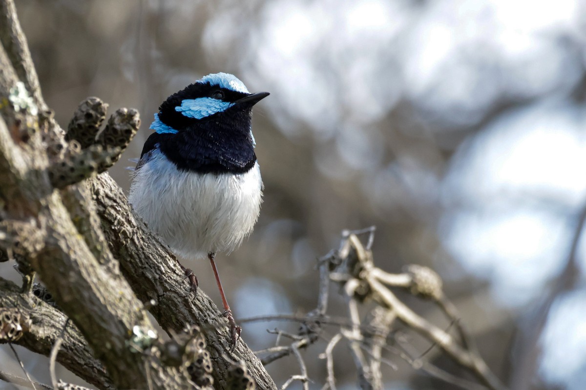 Superb Fairywren - ML624248149