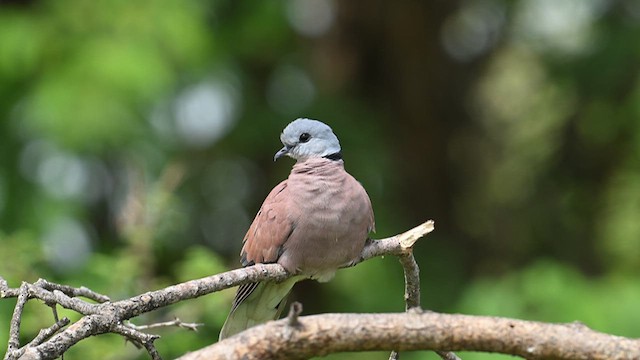Red Collared-Dove - ML624248178