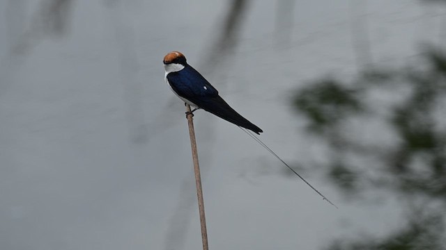 Wire-tailed Swallow - ML624248179