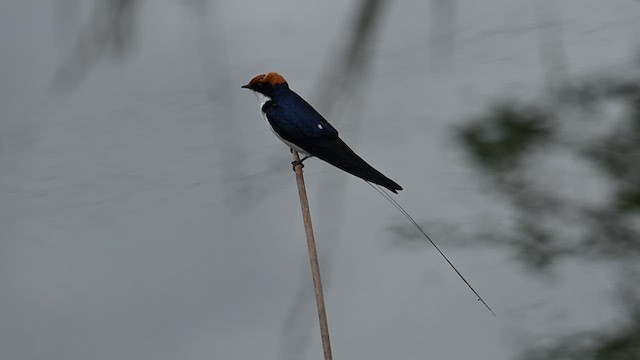 Wire-tailed Swallow - ML624248180