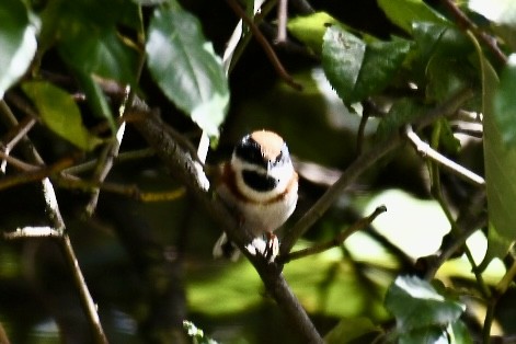 Black-throated Tit - ML624248209