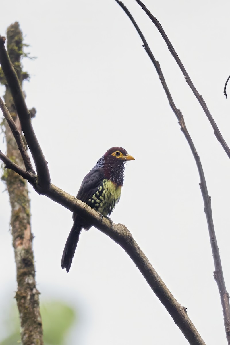 Yellow-billed Barbet - ML624248221