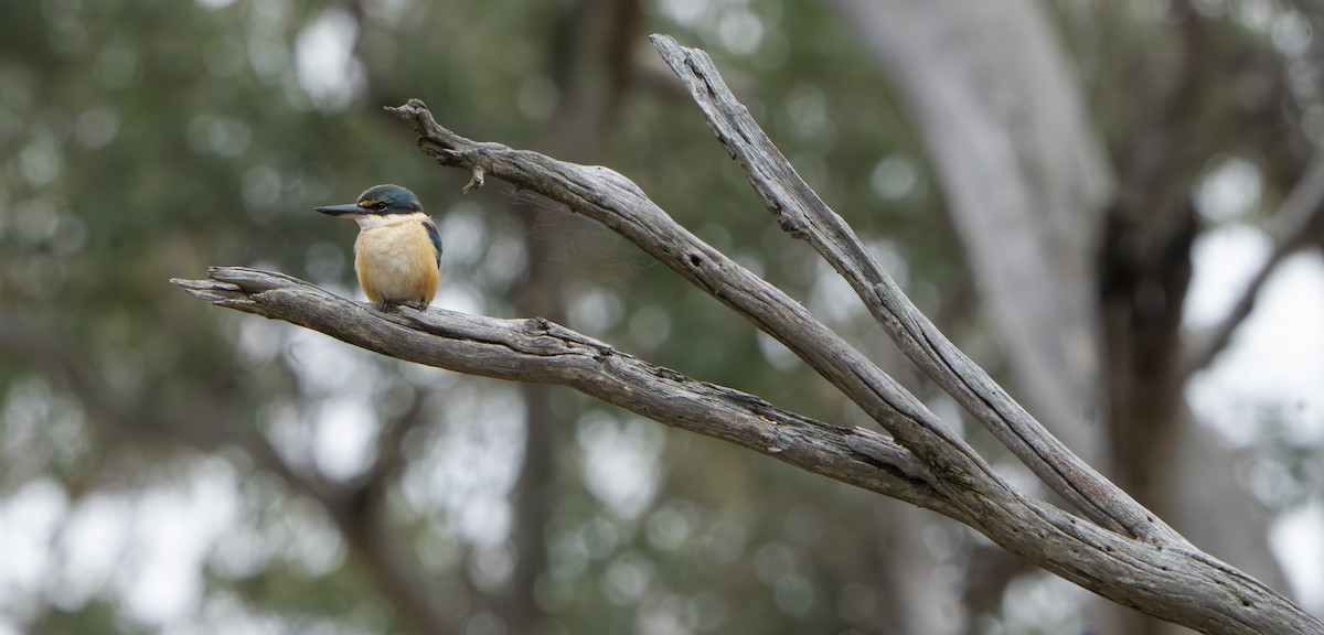 Sacred Kingfisher - ML624248238