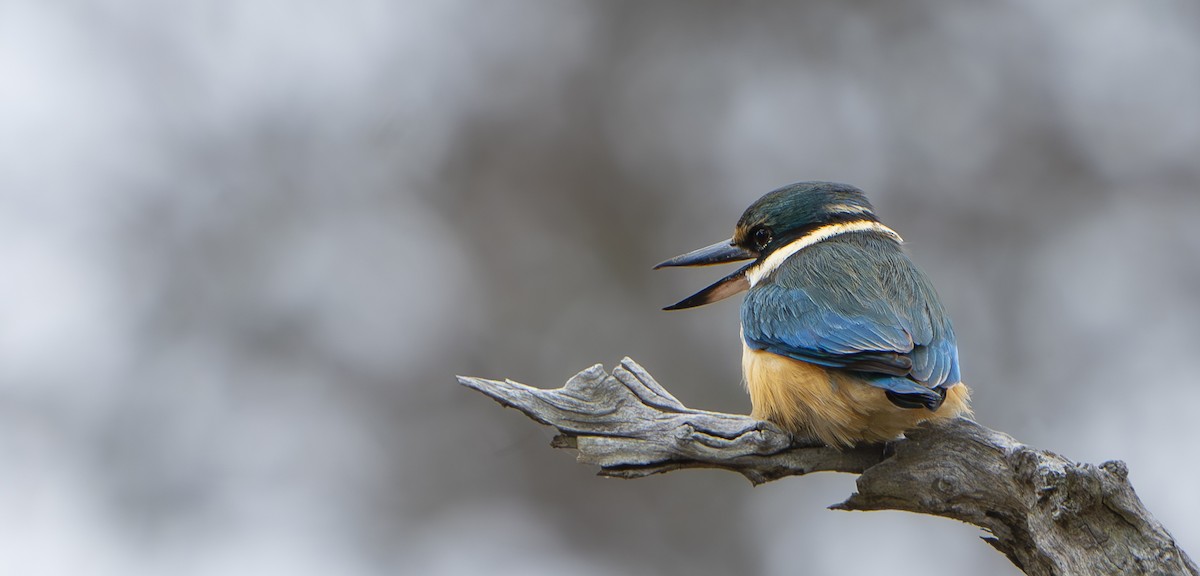 Sacred Kingfisher - ML624248240