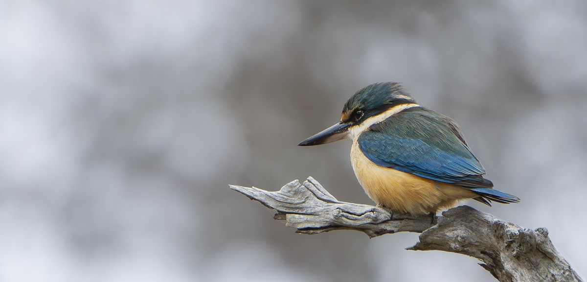 Sacred Kingfisher - ML624248241