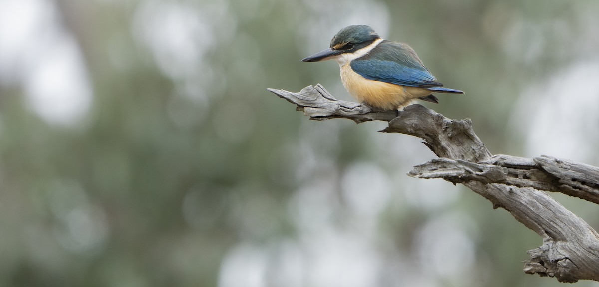 Sacred Kingfisher - ML624248243