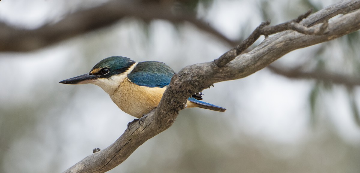 Sacred Kingfisher - ML624248244