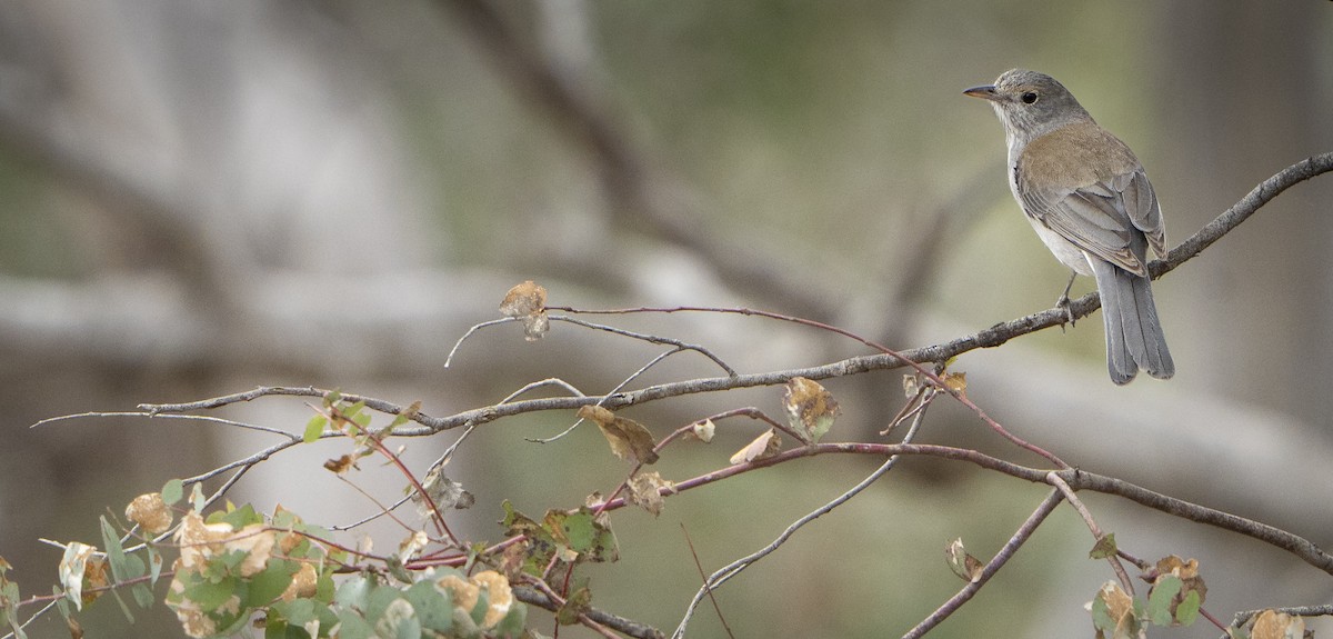 Gray Shrikethrush - ML624248248