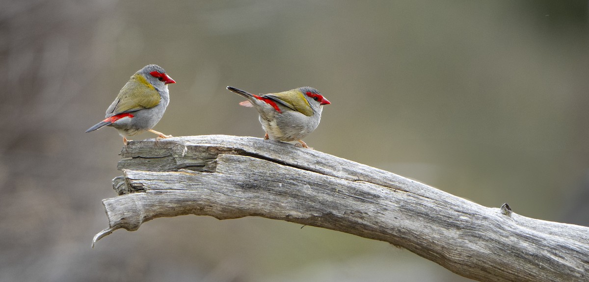 Red-browed Firetail - ML624248252