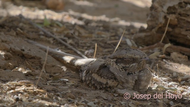 Long-tailed Nightjar - ML624248265