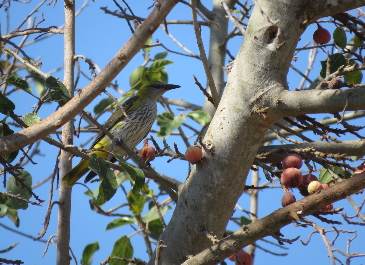 Eurasian Golden Oriole - ML624248272