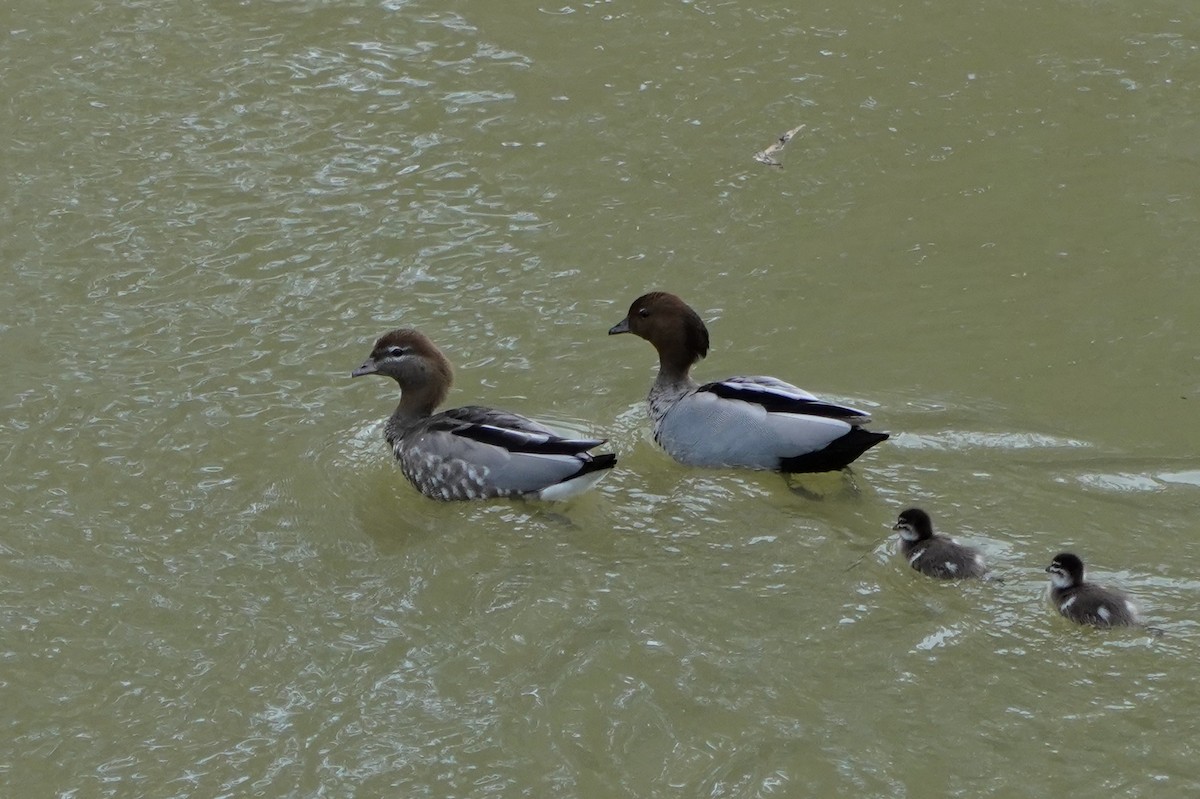 Canard à crinière - ML624248365