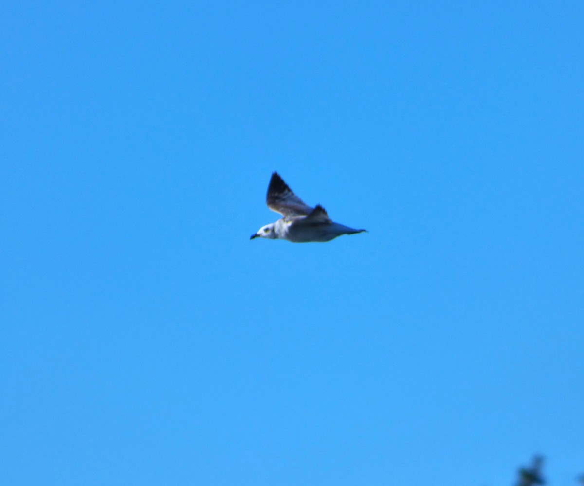 Mediterranean Gull - ML624248369