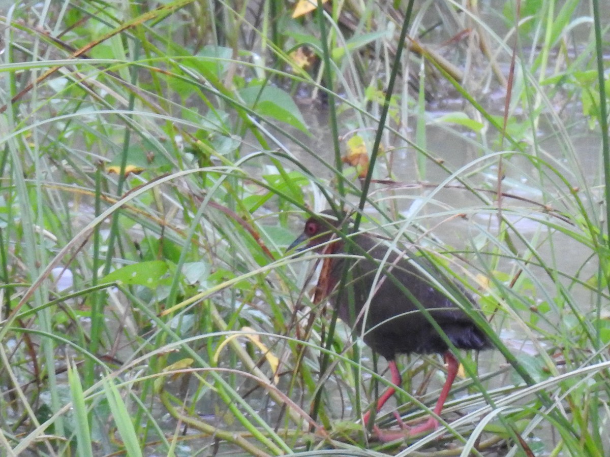 Ruddy-breasted Crake - ML624248421