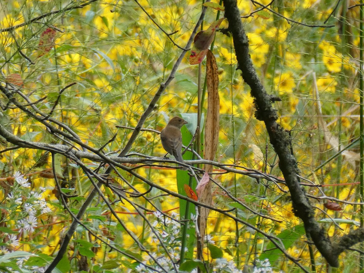 Indigo Bunting - Eric Bloesch