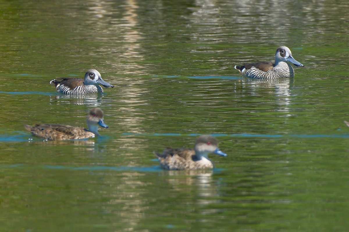 Pink-eared Duck - Adrian Brooks