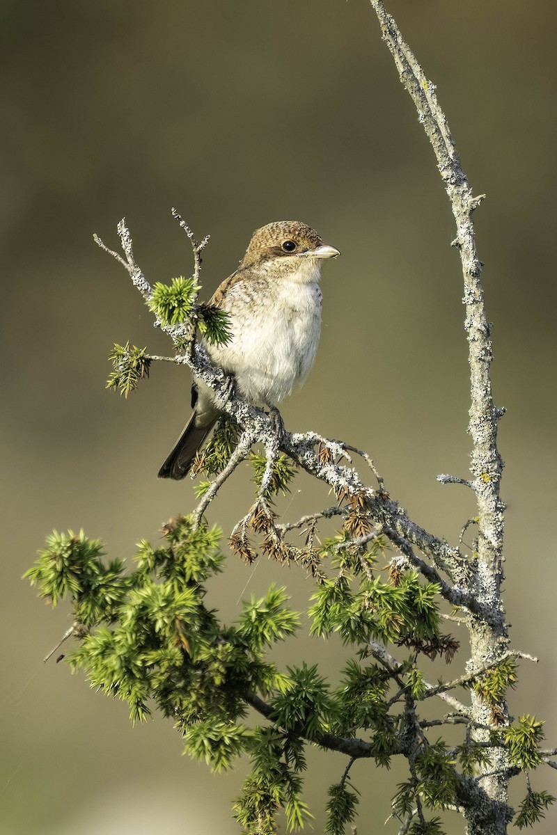 Red-backed Shrike - Holger Schneider