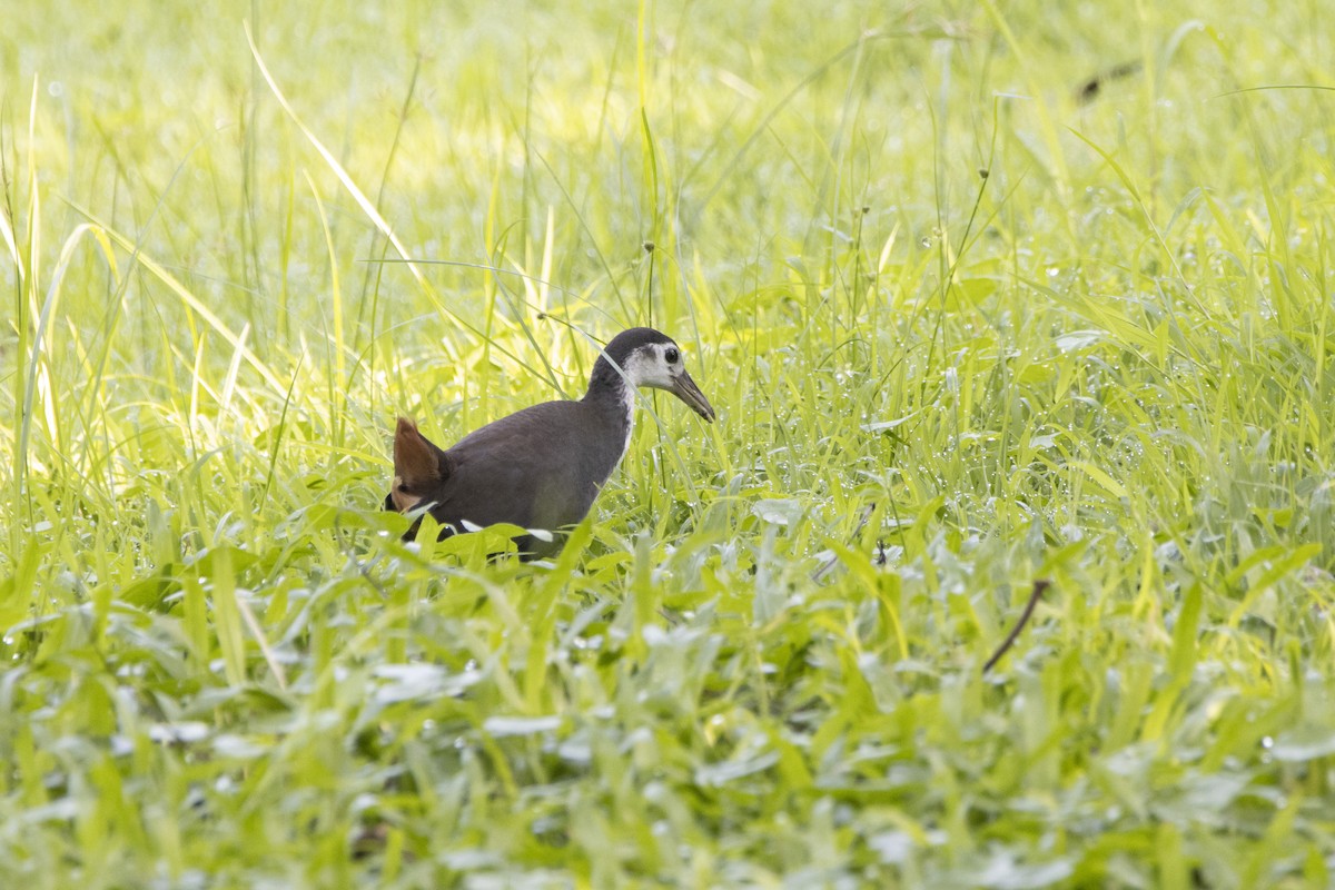 White-breasted Waterhen - ML624248513