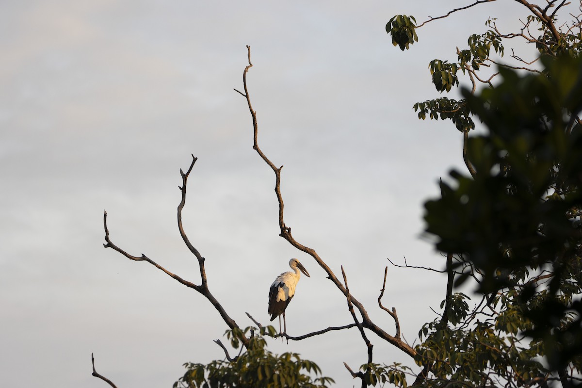 Asian Openbill - ML624248514