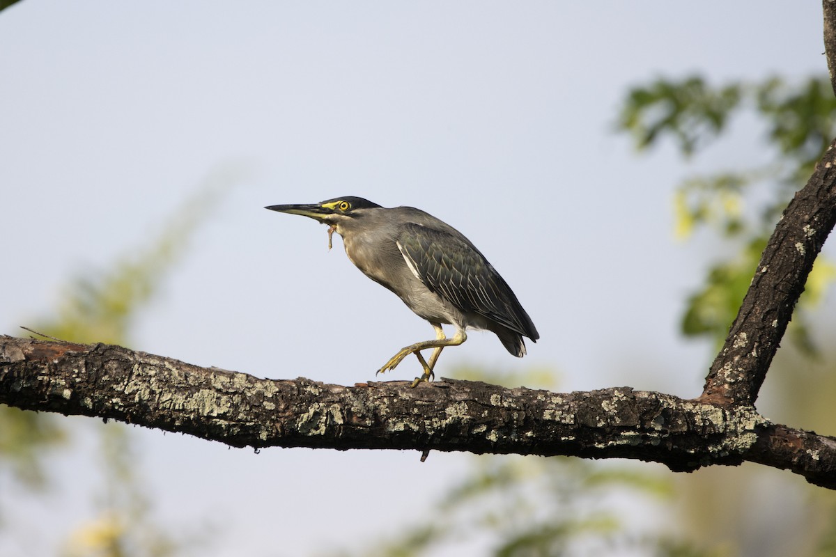 Little Heron - ML624248517