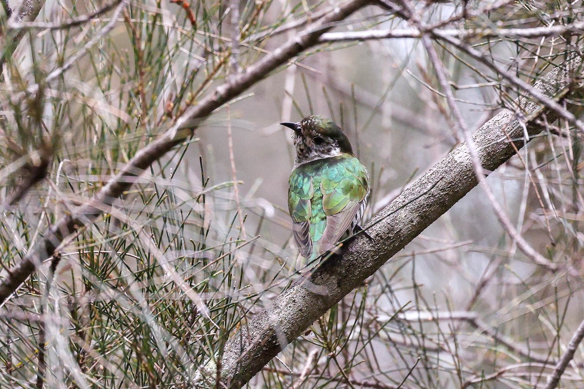 Shining Bronze-Cuckoo (Shining) - Ged Tranter