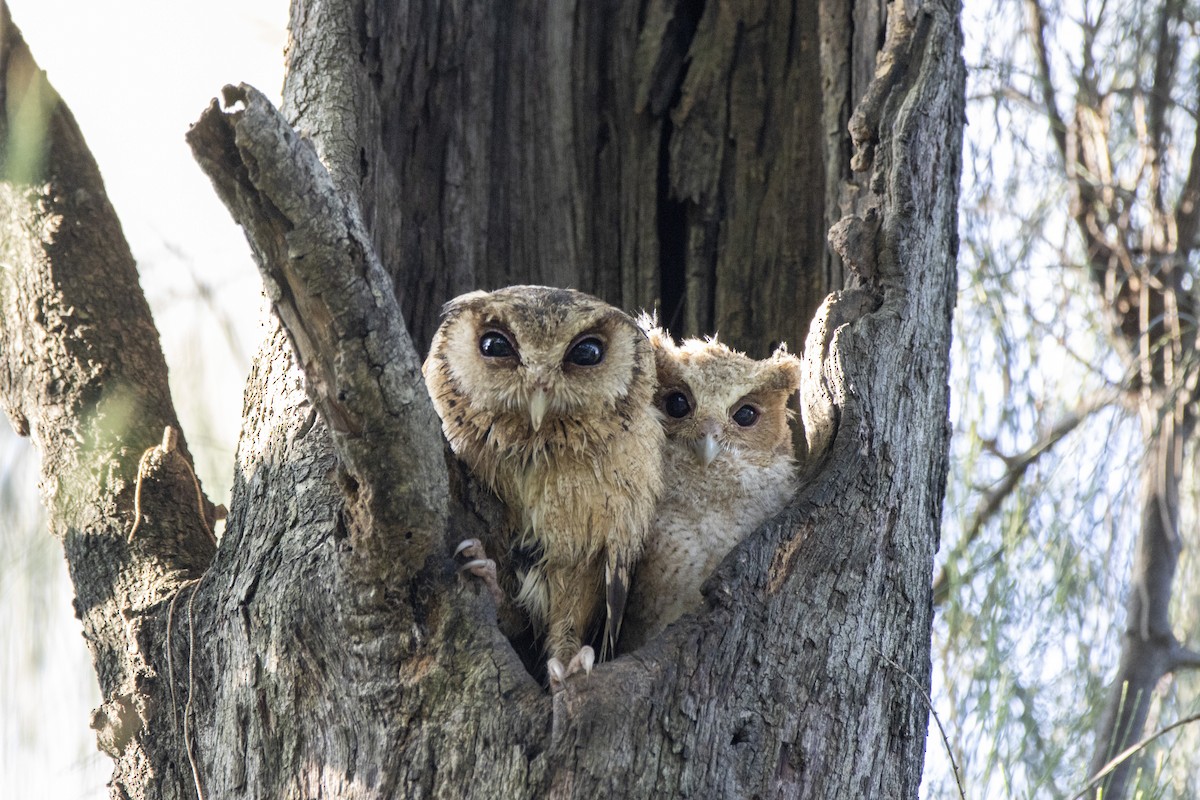 Collared Scops-Owl - ML624248525