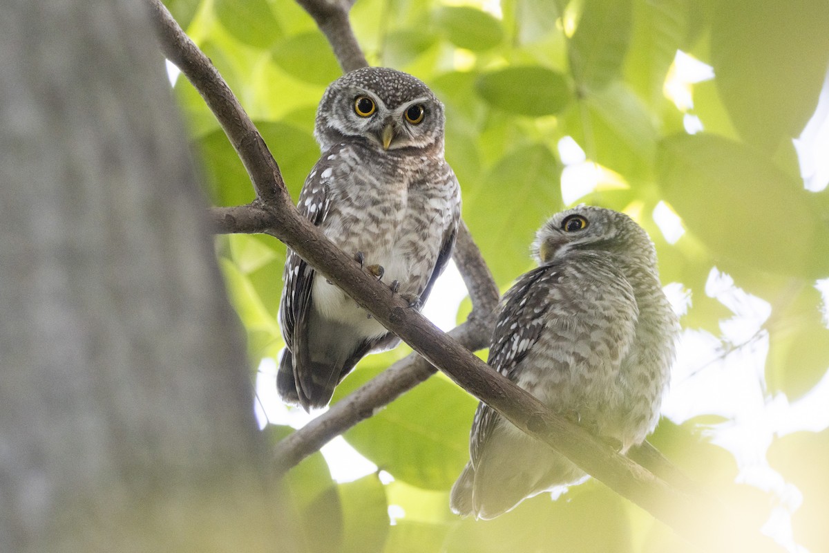 Spotted Owlet - ML624248535