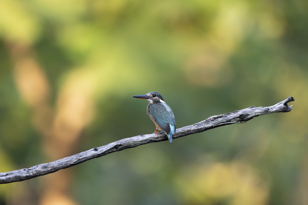 Common Kingfisher - ML624248546