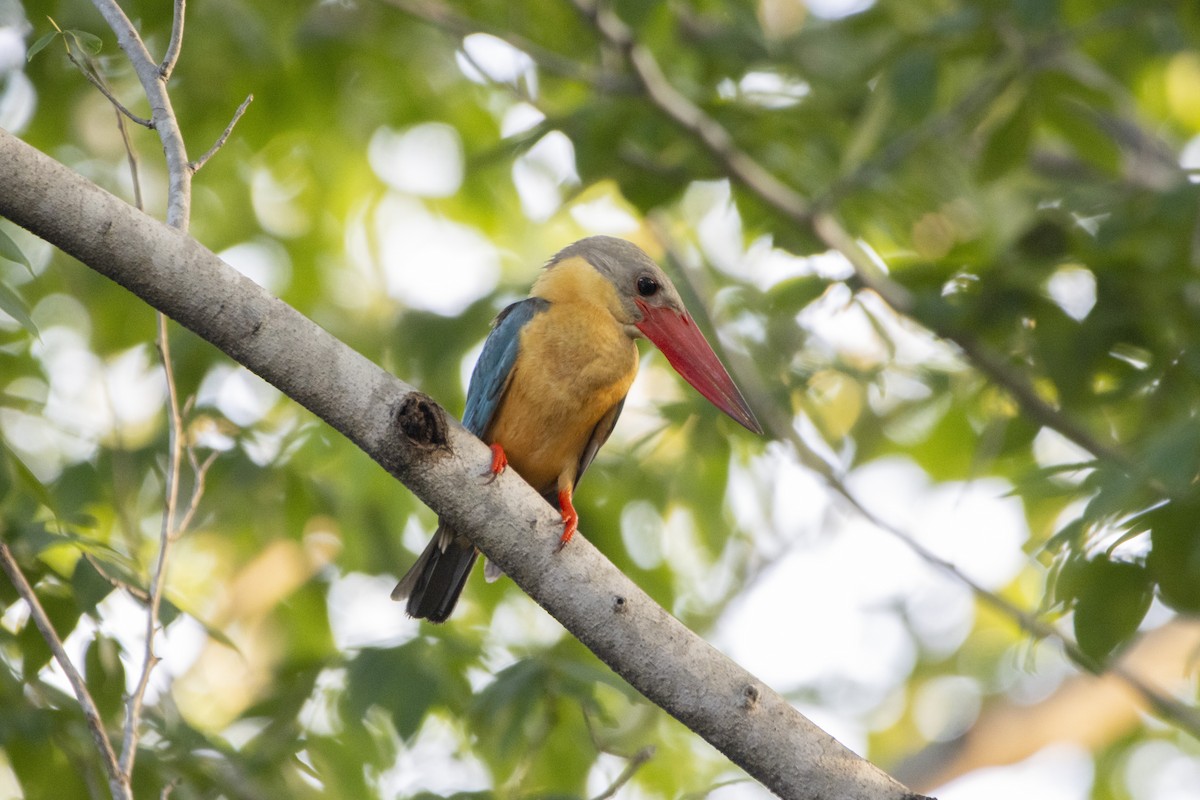 Stork-billed Kingfisher - ML624248547
