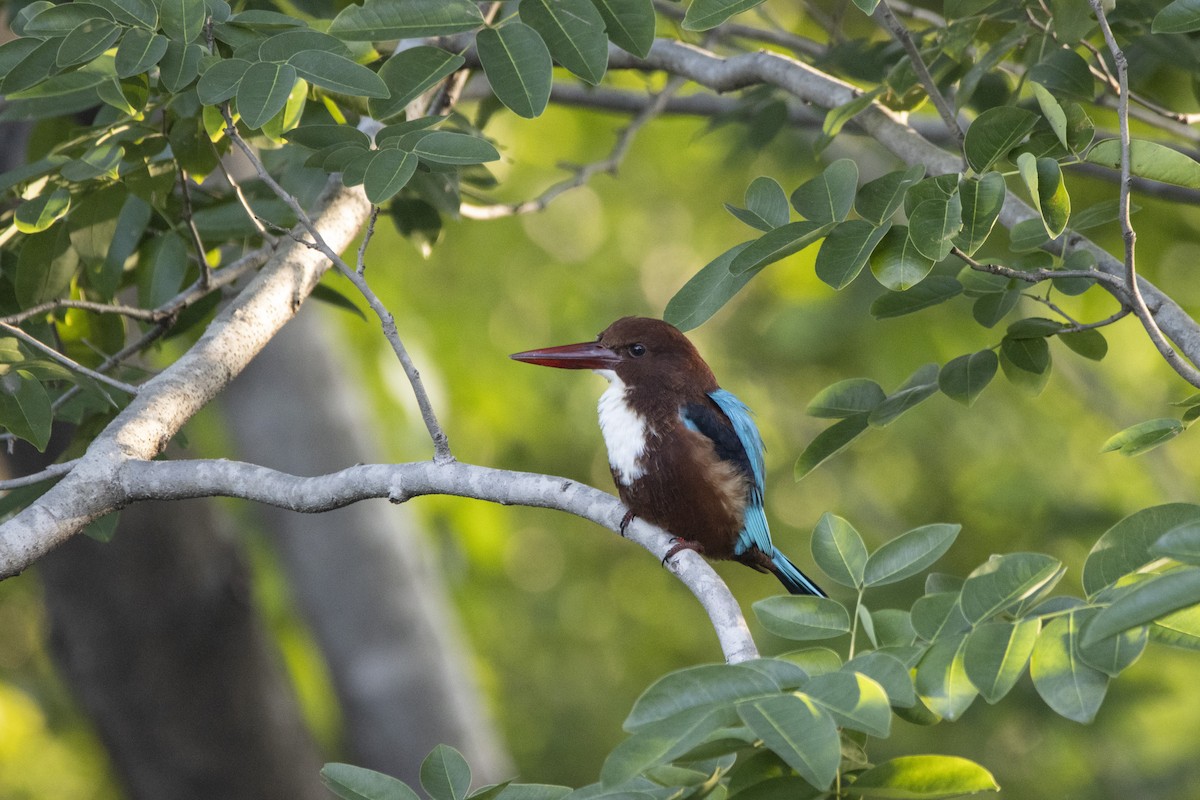 White-throated Kingfisher - ML624248549