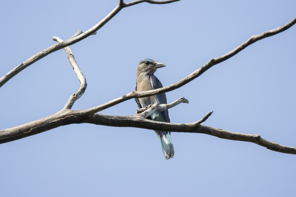 Indochinese Roller - ML624248550