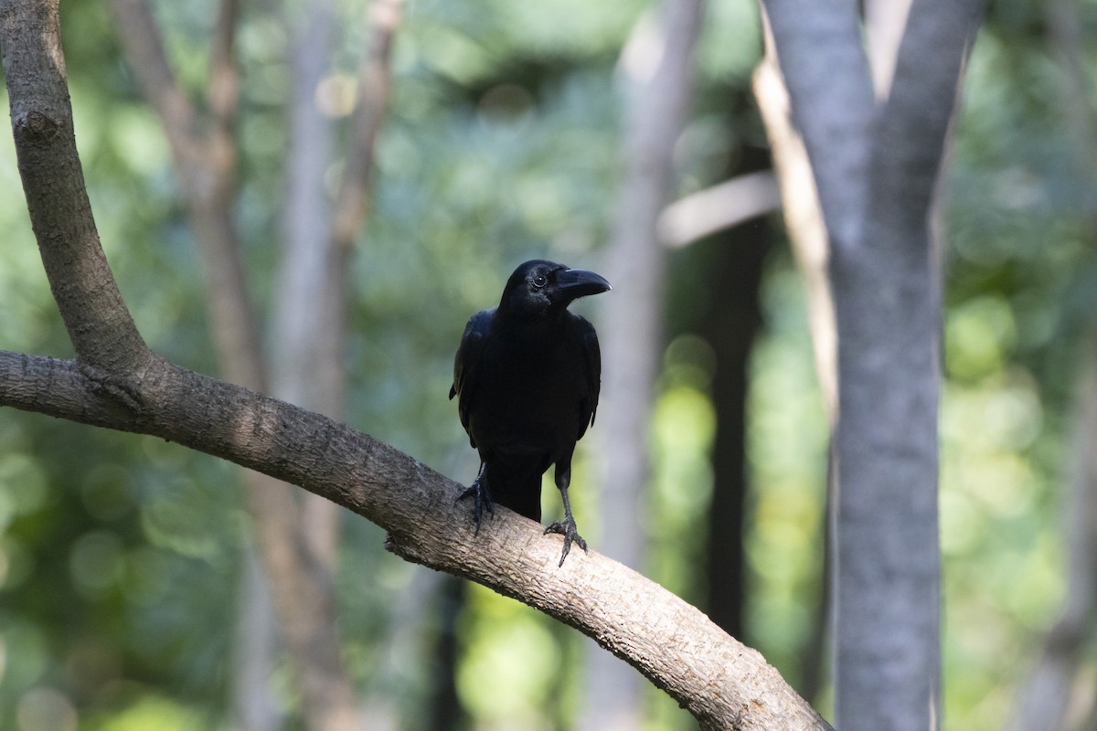 Large-billed Crow - ML624248552