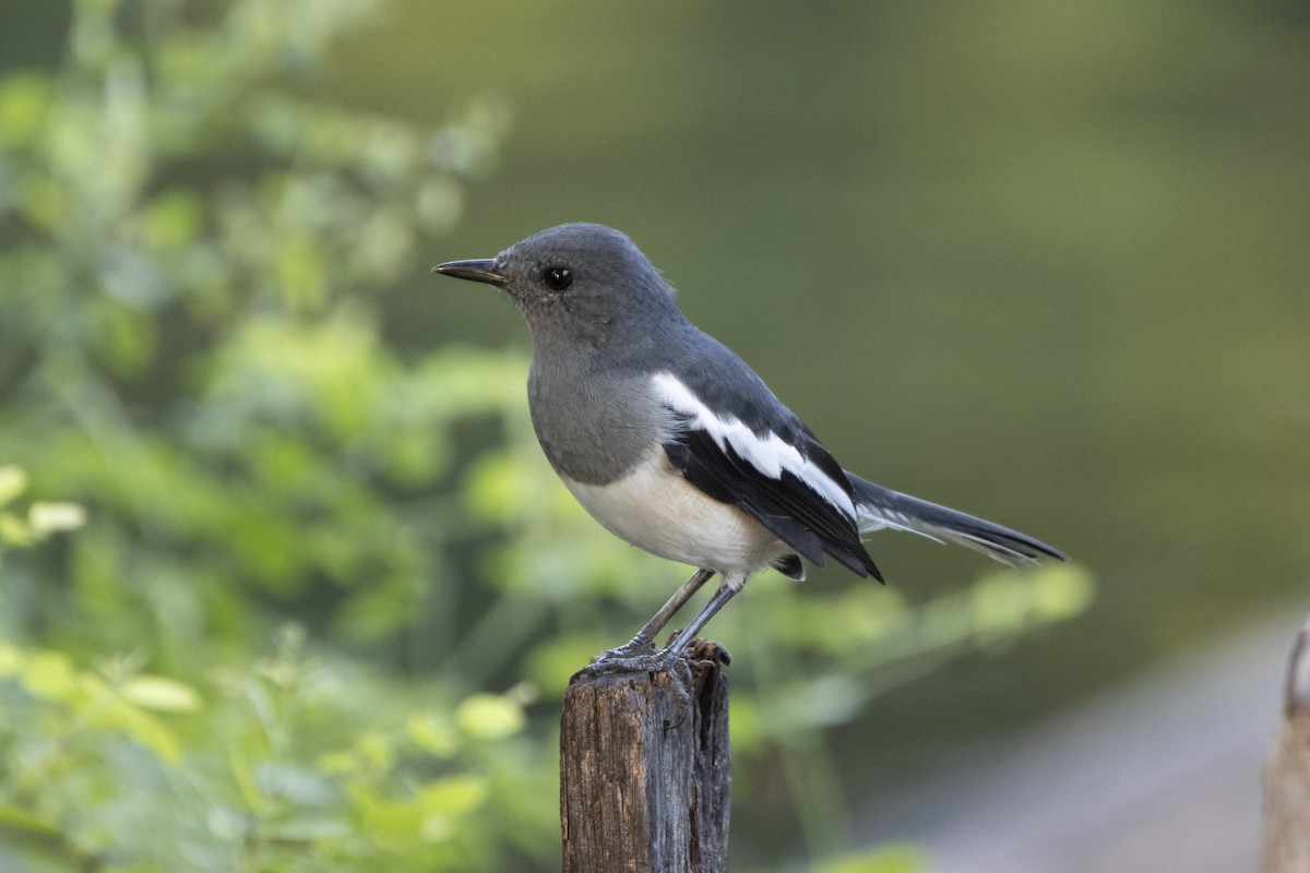 Oriental Magpie-Robin - ML624248556