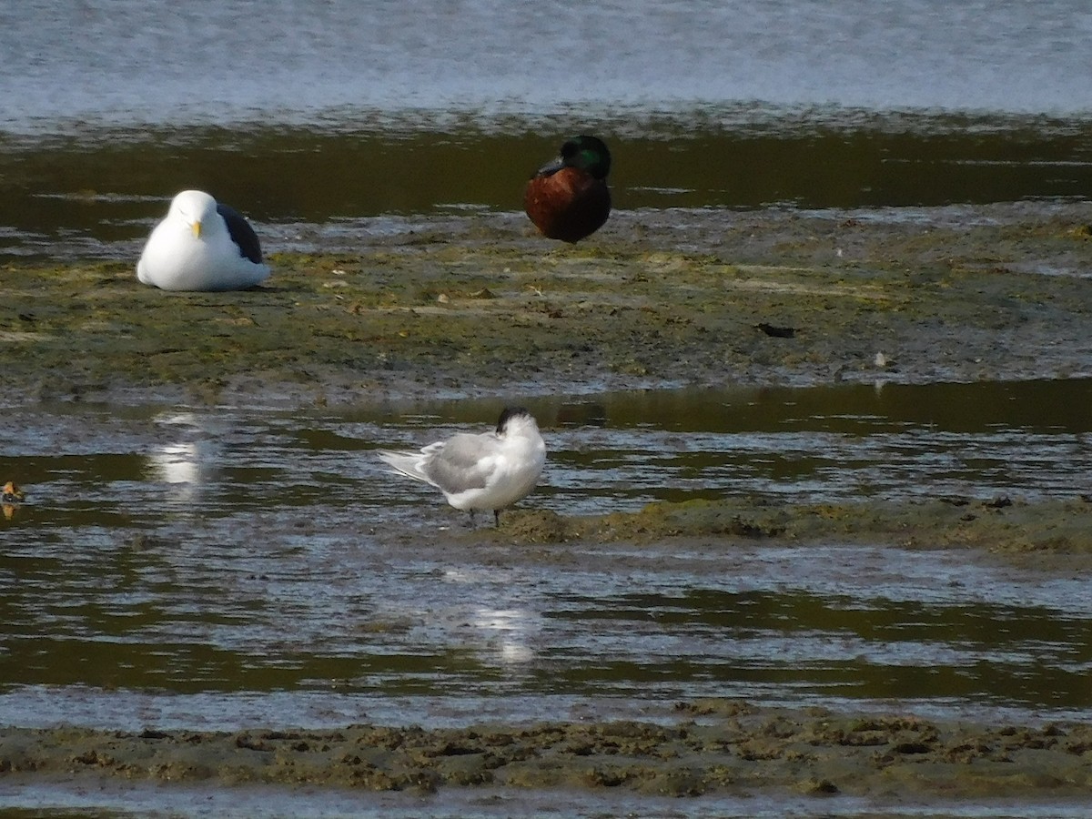 Great Crested Tern - ML624248578