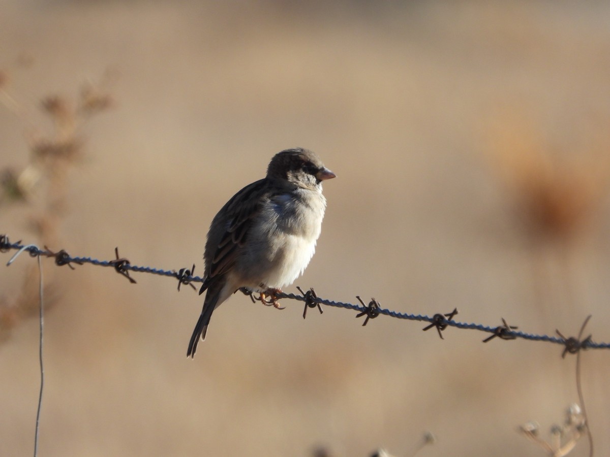 Moineau domestique - ML624248581