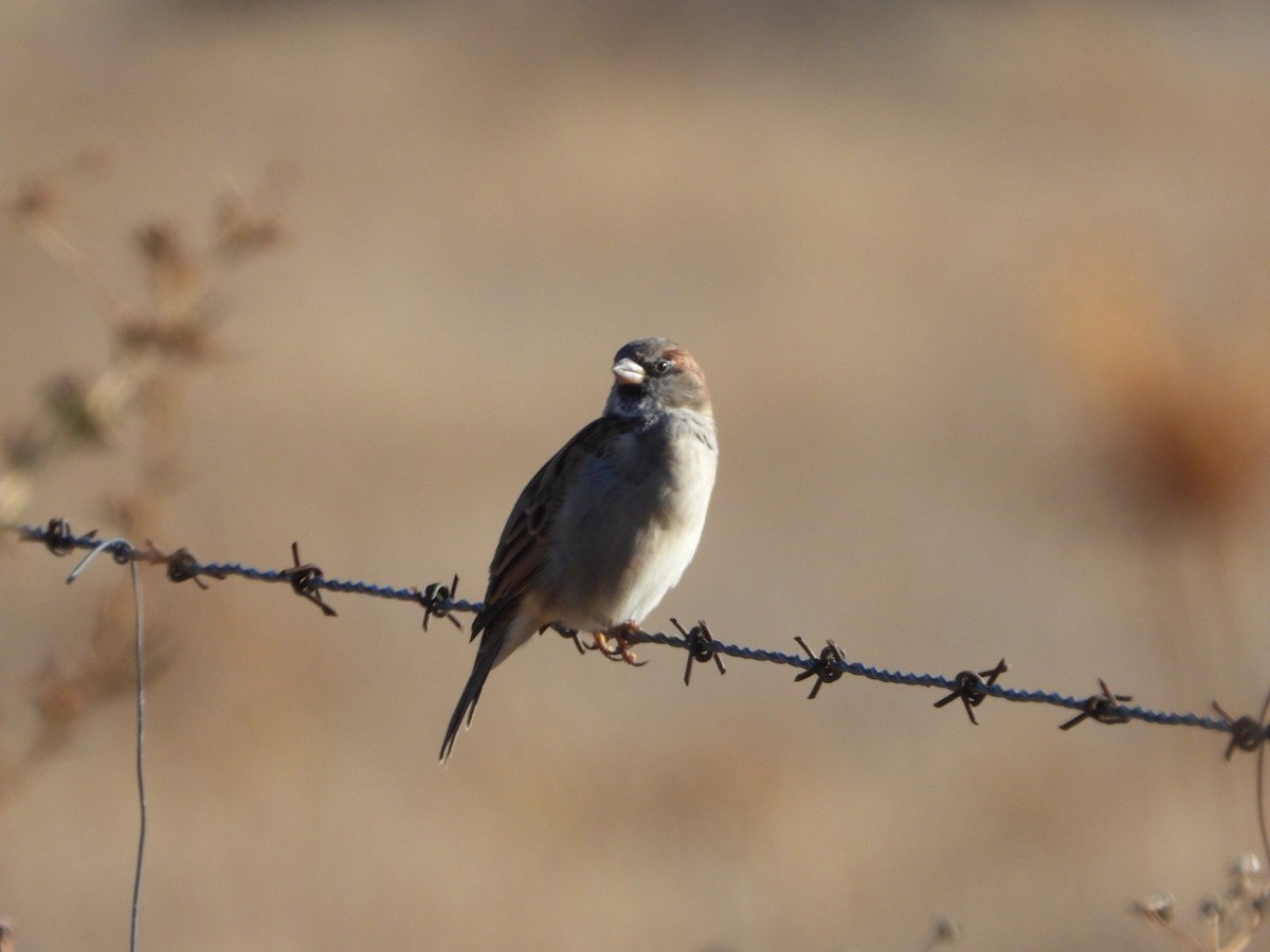 Moineau domestique - ML624248582