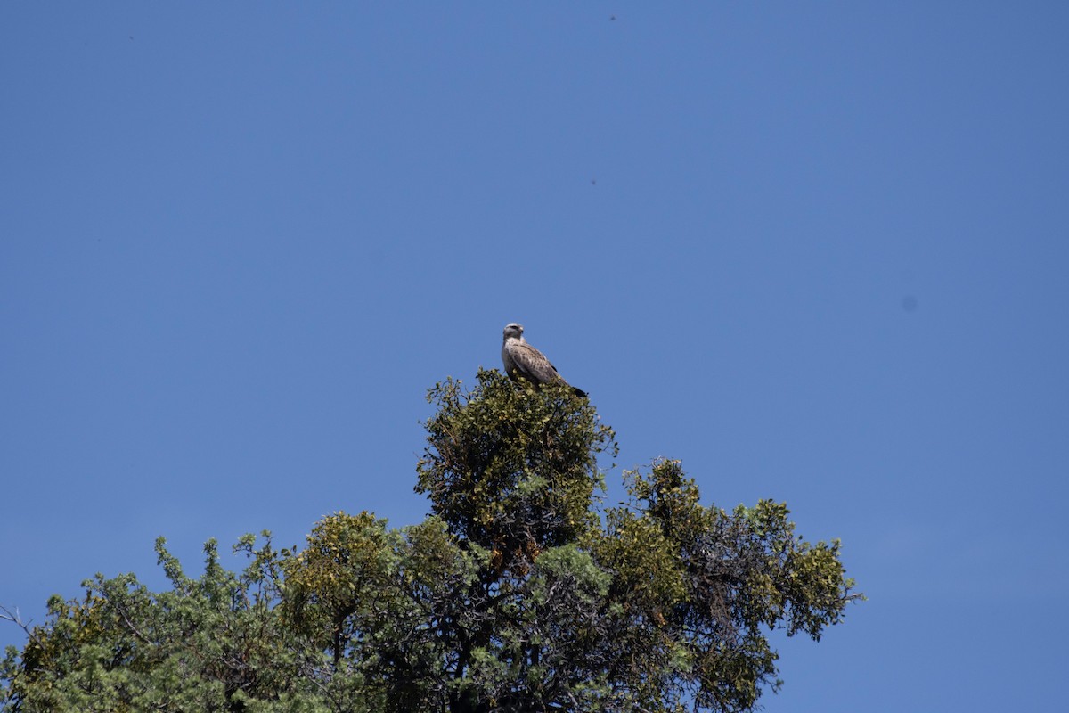 Poiana codabianca - ML624248583