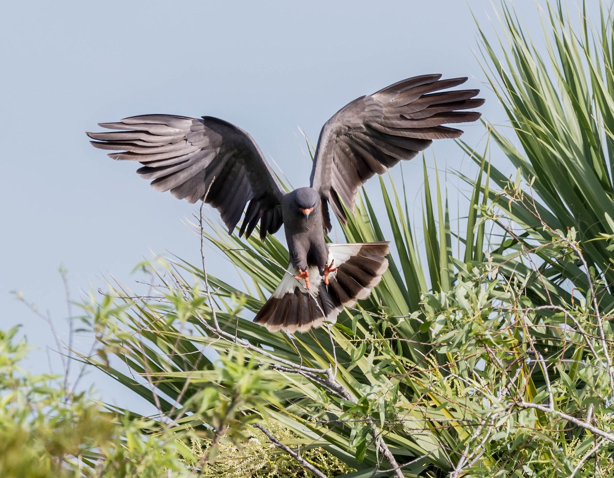 Snail Kite - ML62424861