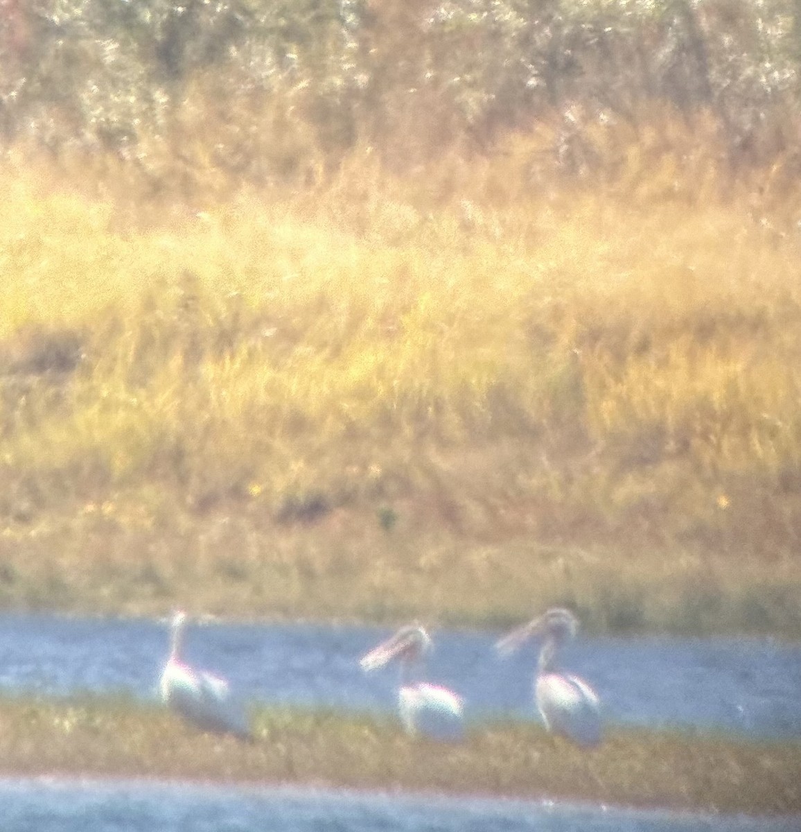 American White Pelican - ML624248617