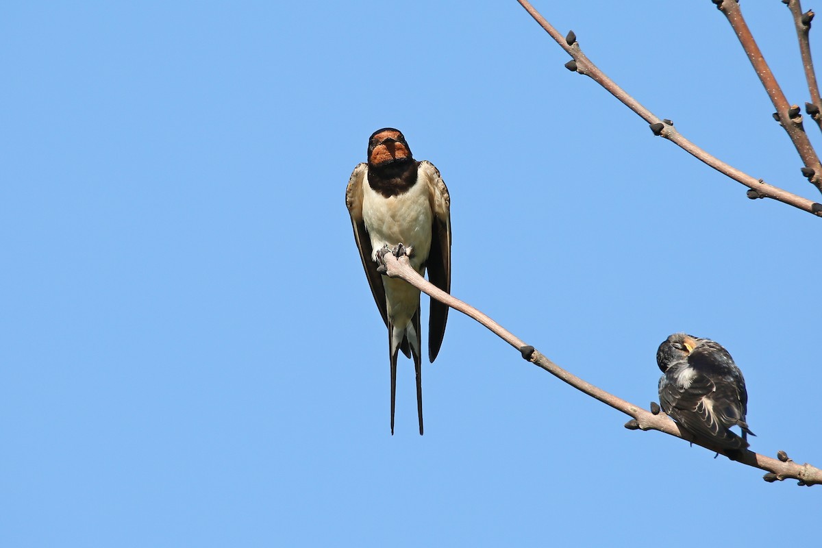 Barn Swallow (White-bellied) - ML624248627