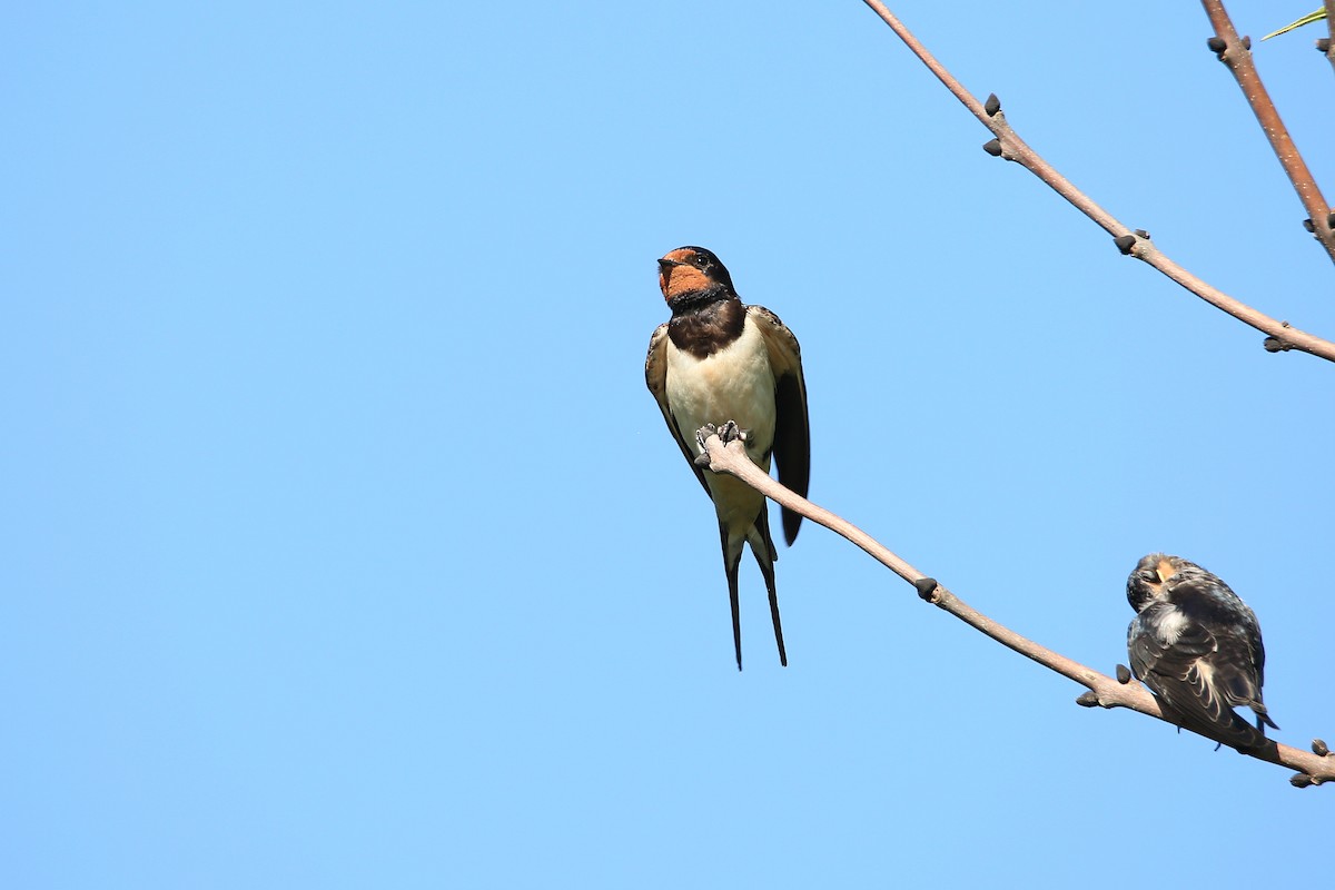 Barn Swallow (White-bellied) - ML624248628