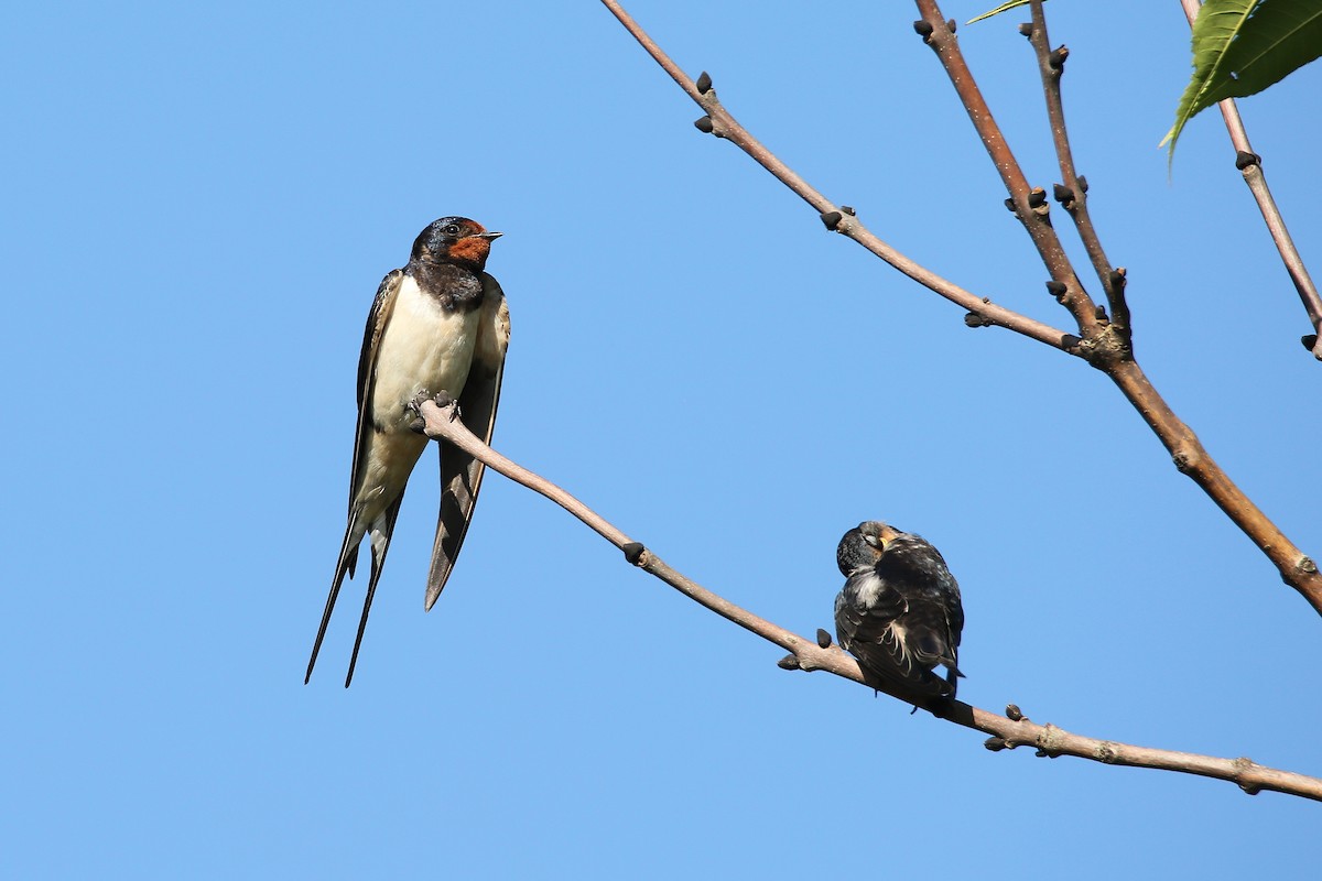 Barn Swallow (White-bellied) - ML624248629