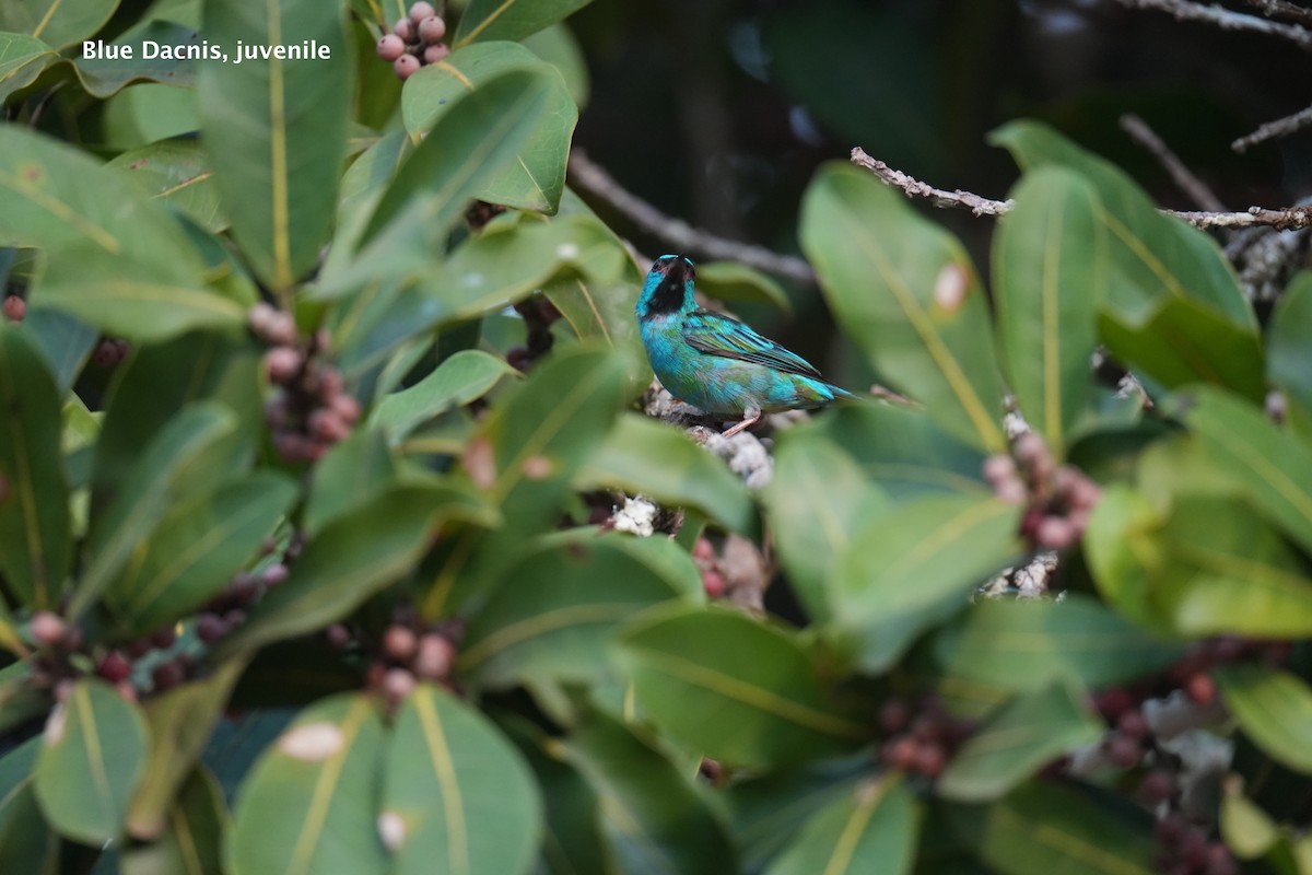 Dacnis bleu - ML624248662