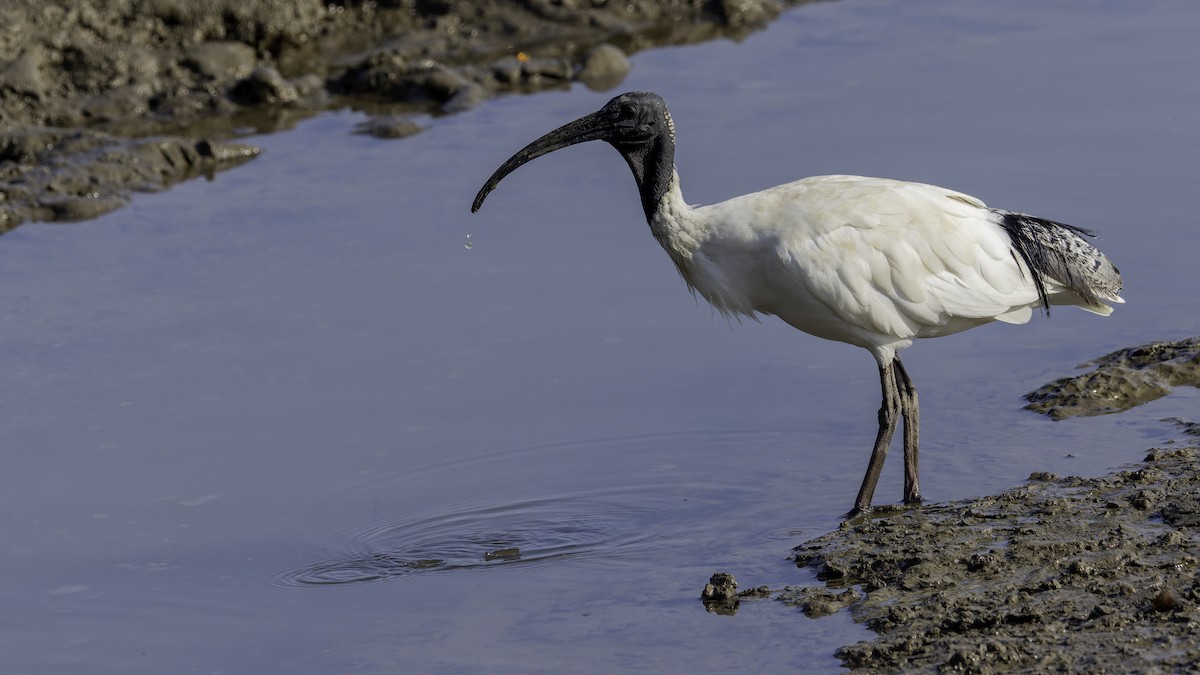 Australian Ibis - Robert Tizard