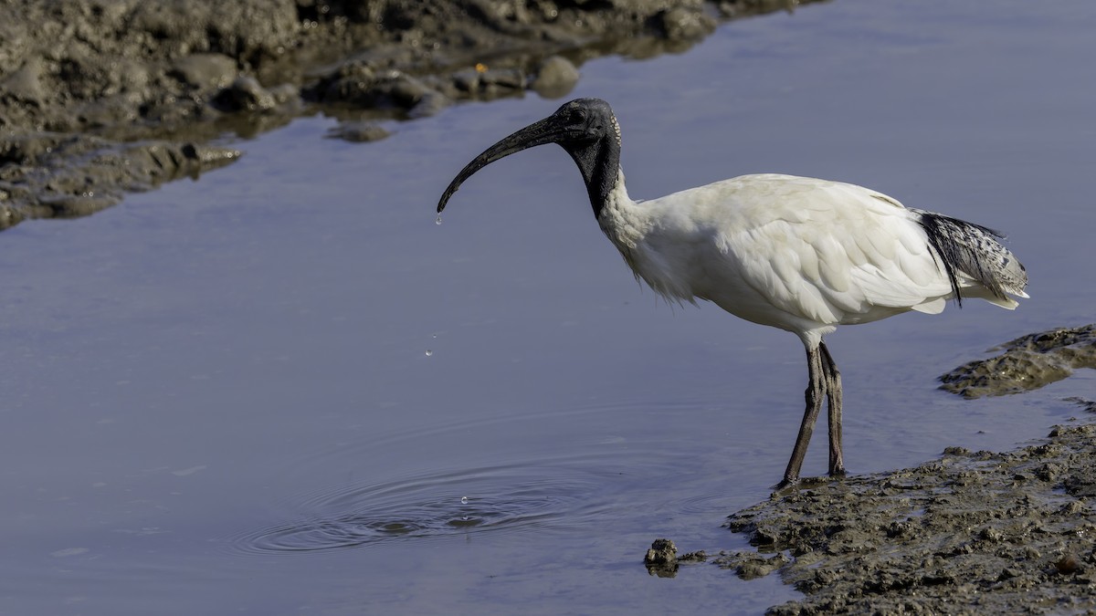 Australian Ibis - Robert Tizard