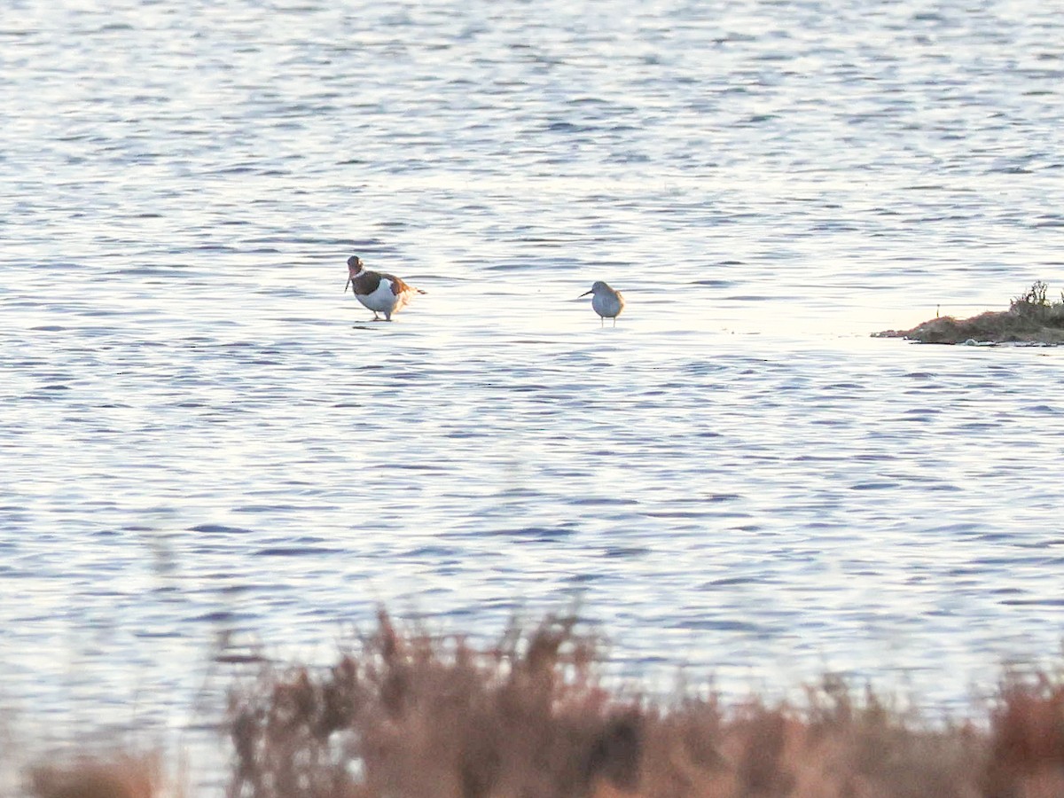 Eurasian Oystercatcher - Muammer Ülker