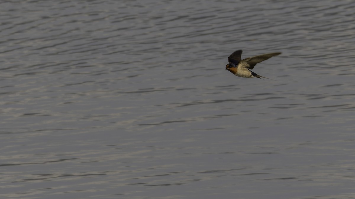 Golondrina Australiana - ML624248731