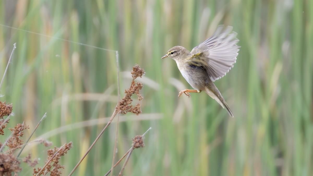 Mosquitero Musical - ML624248740