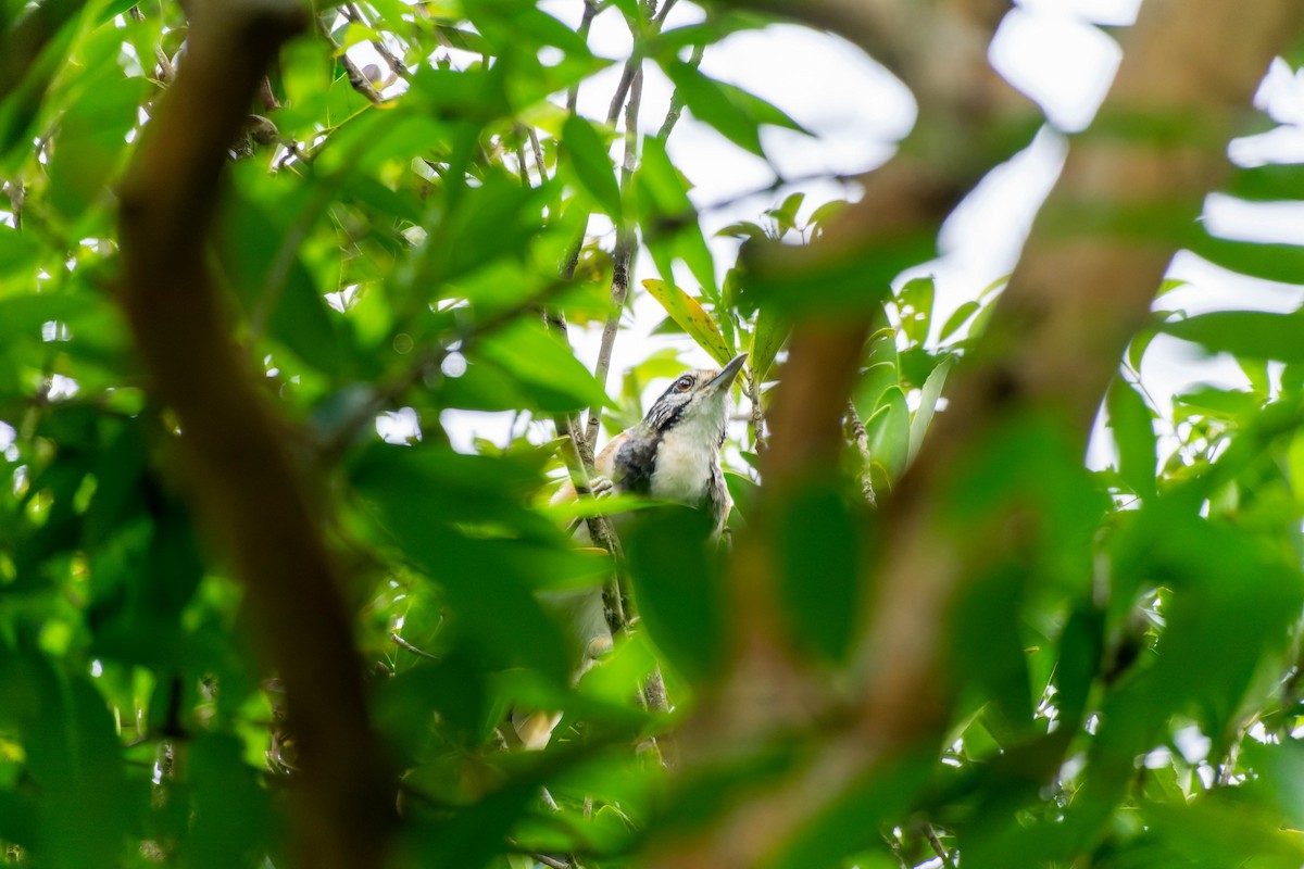 Greater Necklaced Laughingthrush - ML624248747